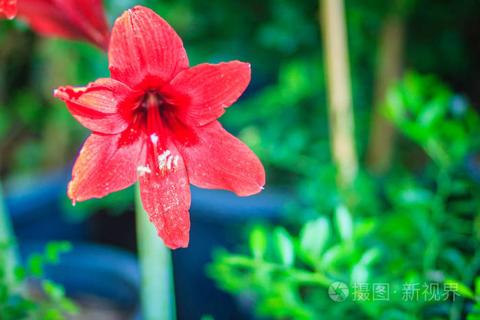 美丽的红花在绿色背景上的花园与科学命名为希波斯特鲁姆约翰逊里埋葬