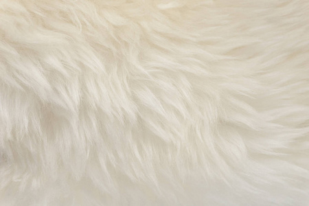 白色动物毛质地背景米色天然羊毛紧密质地毛绒绒毛照片