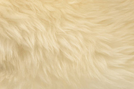 白色动物毛质地背景米色天然羊毛紧密质地毛绒绒毛照片