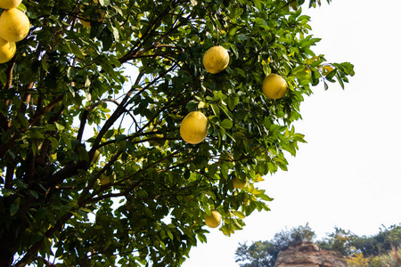 大的黄色水果柚生长在一棵树上。 一种有大量多汁成熟果实的树。 大漂亮的柚子。