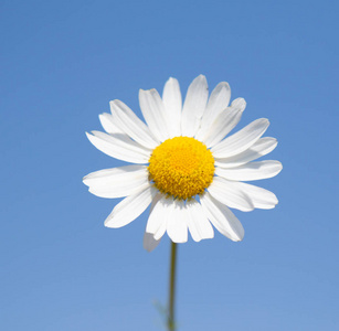 蓝天背景上的白色洋甘菊花。 选择性聚焦社会网络概念。