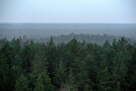 秋季雾蒙蒙的松树林鸟瞰图
