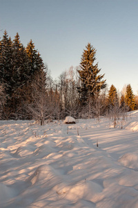 冬季的野生森林，日落前的傍晚有很高的积雪