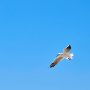 海鸥在清澈的蓝天上空飞过海滩