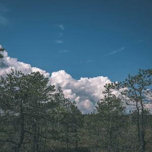 美丽的沼泽景观，有池塘和小松树，明亮的一天