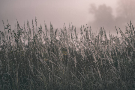 美丽的草地在秋雾中弯曲，在农村有浅深的田野。 雾背景老式电影