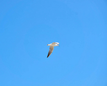 海鸥在清澈的蓝天上空飞过海滩