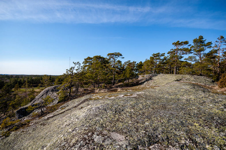 芬兰多岩石的海岸线，夏季森林中松树稀少