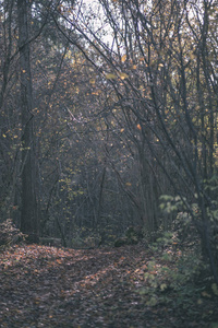秋天空荡荡的乡间小路，树干之间的公园里长满了黄色的叶子。 秋天的颜色复古旧电影