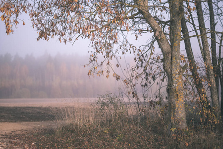 令人愉悦的感官或心灵唯美寂寞的秋树，躲在薄雾中，秋天，彩色的草地，老式的老电影，看上去。