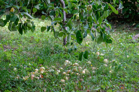 苹果树的枝干在绿绿的夏日里满是绿苹果，下着雨