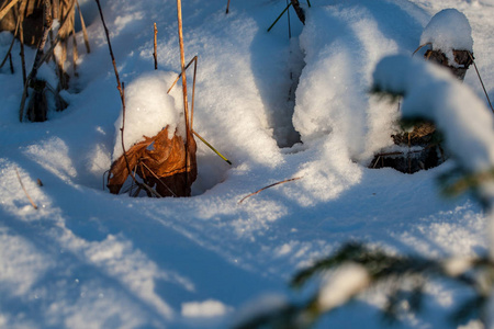 冬季的野生森林，日落前的傍晚有很高的积雪