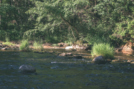 夏天森林里美丽的岩石溪。 塞斯附近的拉脱维亚亚马塔河