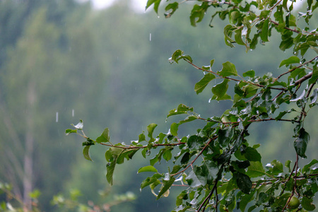 苹果树的枝干在绿绿的夏日里满是绿苹果，下着雨