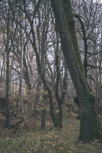 寂寞的树木，最后的彩色叶子在冬天前不久的树枝上，暗淡的秋天的颜色，空荡荡的公园和树干老式的旧电影看起来。