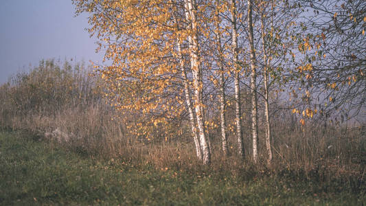令人愉悦的感官或心灵审美孤独的秋树躲在薄雾中的秋色草地老式的旧电影外观