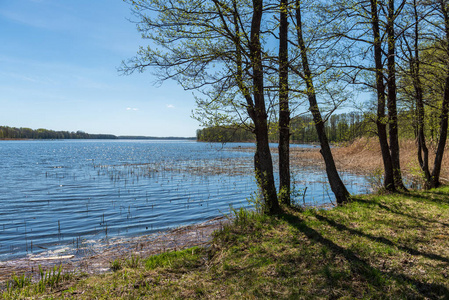 湖岸，在绿色的夏天，在陆地上有明显的树木。透过的水和前景的绿叶