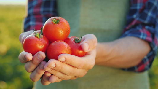 农民的小心的手保持新鲜的西红柿。有机产品理念