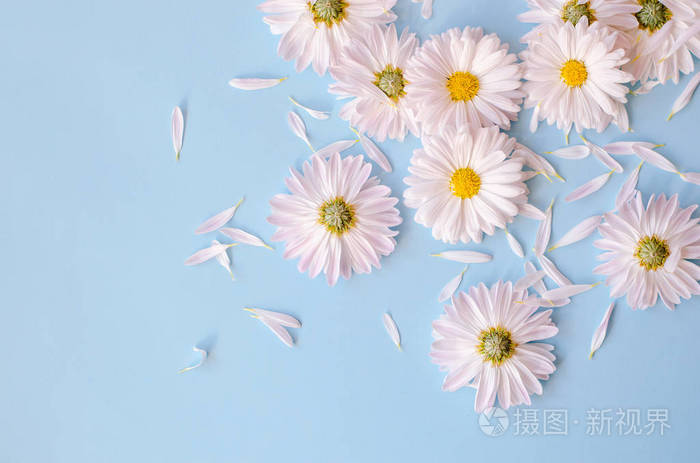 很多在蓝色背景上有花瓣的雏菊