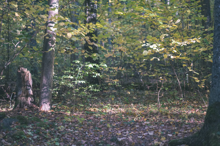 在五彩缤纷的秋林中，白桦树郁郁葱葱，树干和树叶颜色各异。老式的老电影看上去