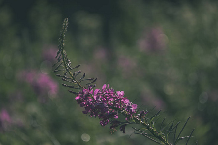 绿色草地上美丽的花朵的特写镜头