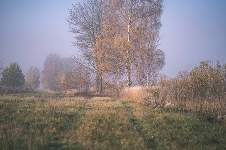令人愉悦的感官或心灵唯美寂寞的秋树，躲在薄雾中，秋天的彩色草地老式的外观