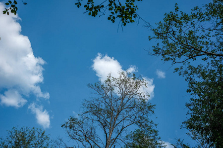 大树蓝天的低视角图片