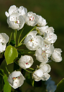 美丽的白花梨在春天作为自然的背景