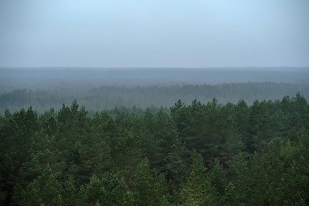 秋季雾蒙蒙的松树林鸟瞰图