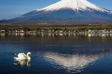 白天鹅和鸭子在山中湖游泳，富士山峰倒影在水上，清晨晴朗的蓝天，日本山桥。