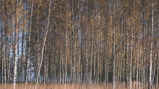 秋天明亮的黄色桦树叶子和树枝。纹理自然背景老式老电影外观