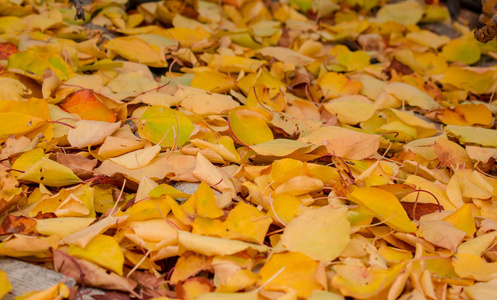 秋叶亮黄色，红色，黄金设计背景
