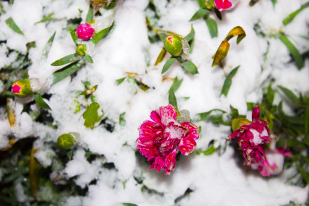 雪中的粉色花朵.