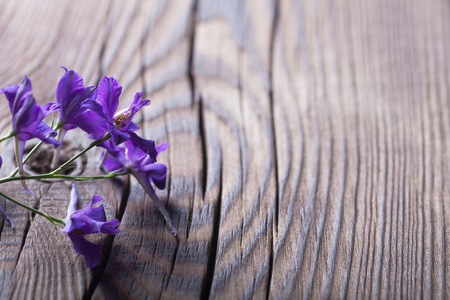 蓝色野花躺在旧木板上