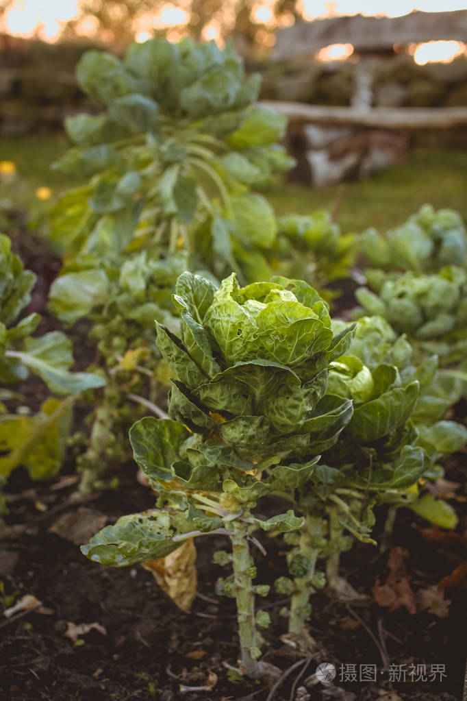 芽甘蓝生长在床上
