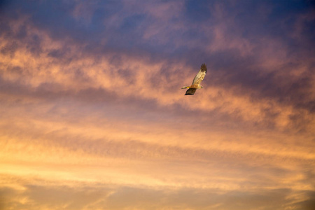 在夕阳的天空中飞翔的鹰图片