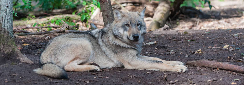 在森林里的狼图片
