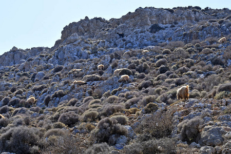 希腊一群山羊在格里弗斯半岛的岩石间寻找食物