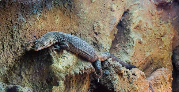 s monitor lizard a tropical terrarium pet that lives in australi