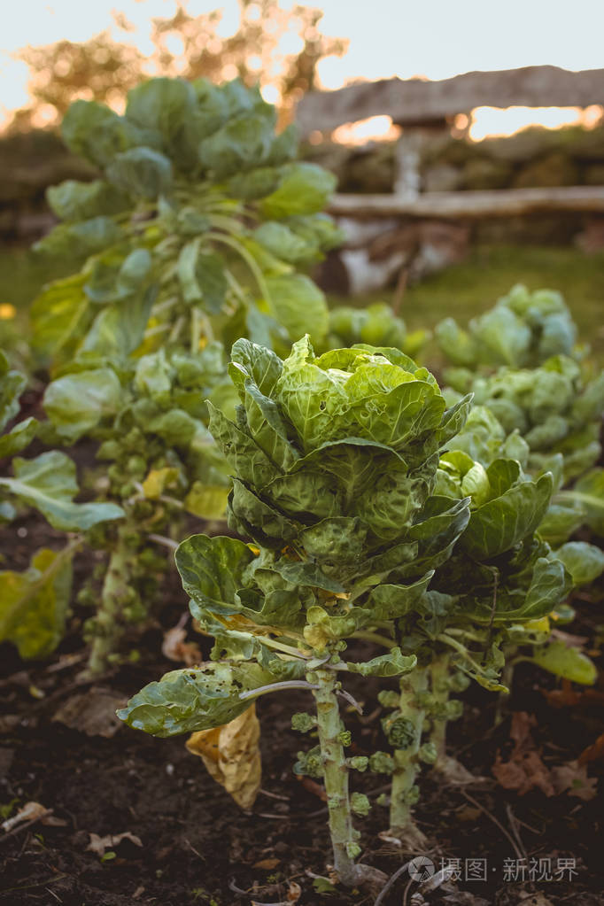 芽甘蓝生长在床上