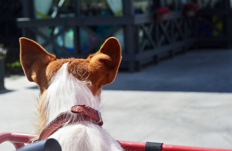 杰克罗塞尔猎犬的比赛