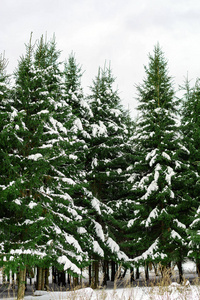针叶林垂直极简主义景观。 白雪下的年轻云杉。