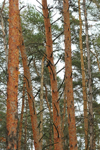 松树森林抽象垂直冬季背景与黑鸦