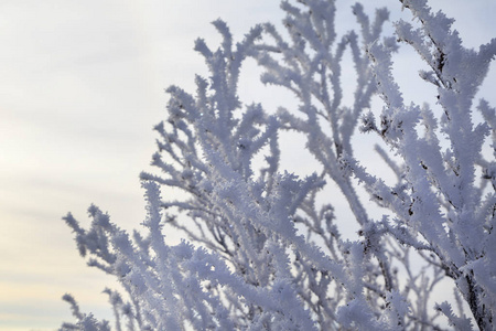 美丽的冬景霜在树枝上第一场雪