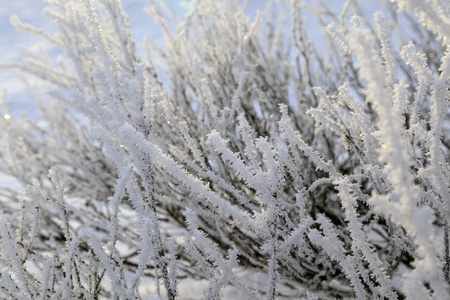 美丽的冬景霜在树枝上第一场雪图片