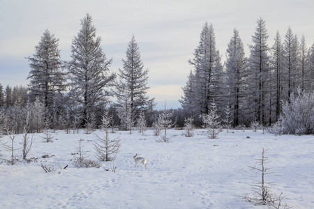 美丽的冬景霜在树枝上第一场雪