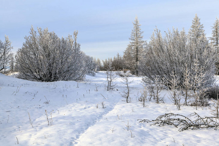 美丽的冬景霜在树枝上第一场雪图片