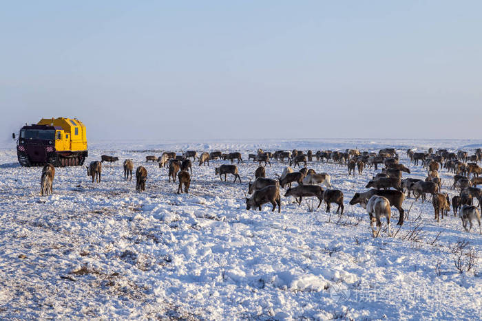 冬天,一群驯鹿在寒冷的冬天迁徙,在极地圈附近的苔原进行最好的放牧.
