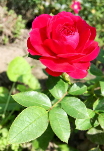 玫瑰花由长的雌蕊,圆形雄蕊,绿草组成. 玫瑰花中的植物花束照片