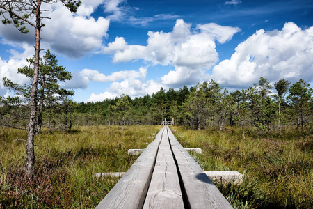 拉脱维亚克梅里国家公园沼泽